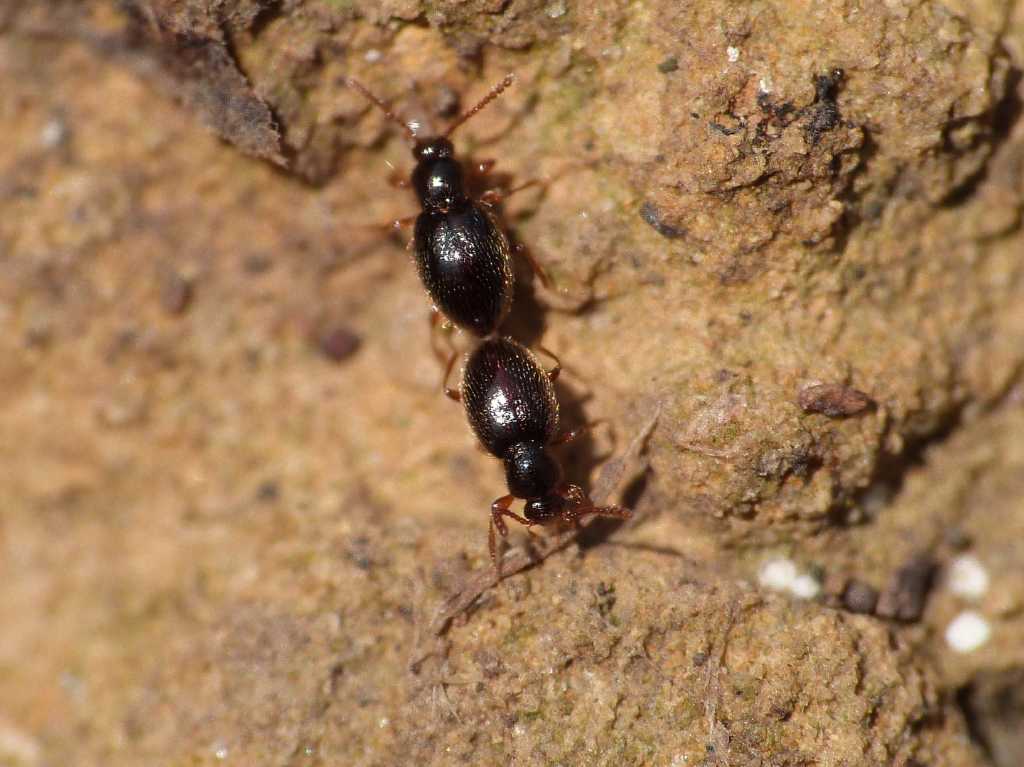 Piccolissimi (Scydmaenidae) in accoppiamento - Tolfa (RM)